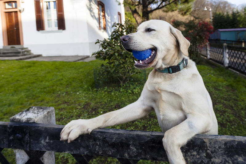 Payment Options - Annotto Bay Veterinary Clinic